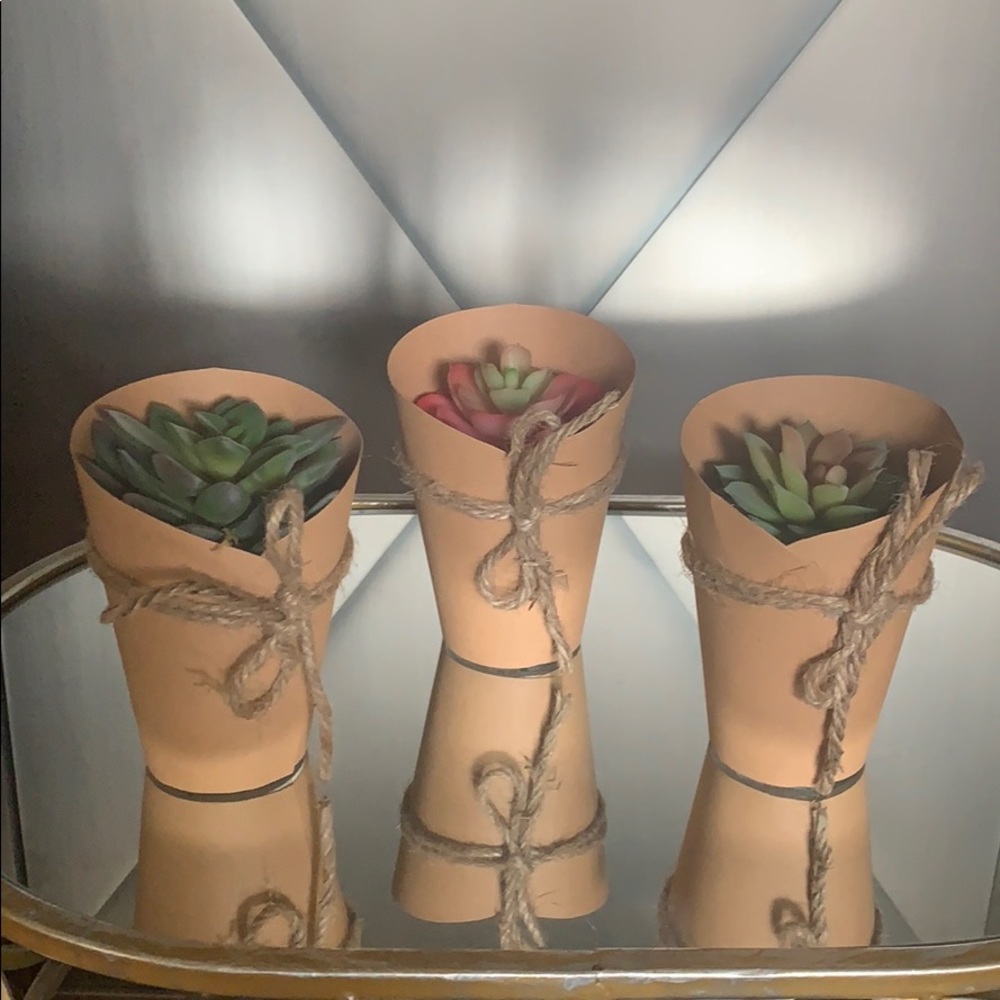 Set of succulent small‎ plants with cardboard &rope